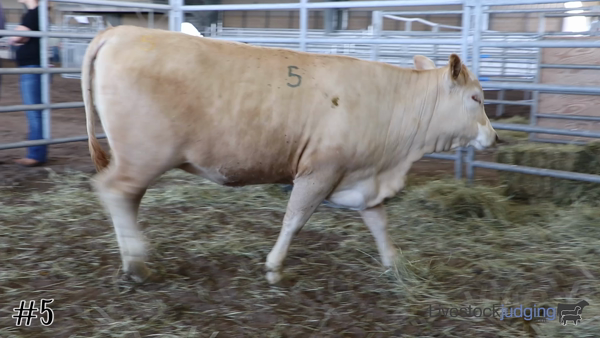 Feeder Cattle Grading Classes Livestockjudging Com