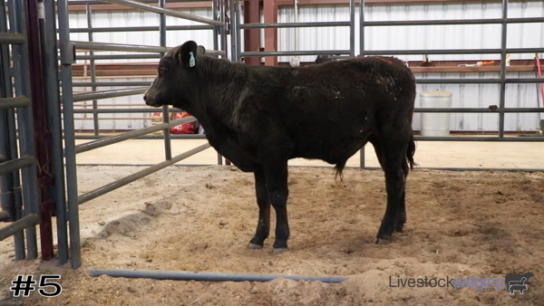 Feeder Cattle Grading Classes Livestockjudging Com