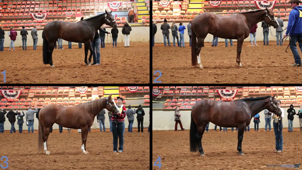 Horse Classes With Video Reasons Livestockjudging